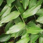 Image result for Trachyphrynium braunianum