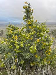 Image result for Vossia cuspidata