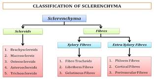 Check spelling or type a new query. Sclerenchyma Classification Functions Ppt Easy Biology Class