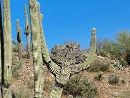 The organ pipe cactus and has a lesser known, but also spectacular relative, the senita cactus. Scenic Remote Jeep Trail Jeep The Usa