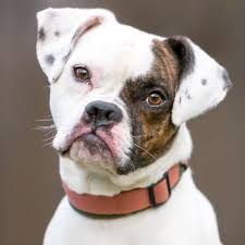 Image result for puggle