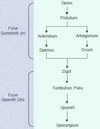 Sekian artikel tentang metagenesis tumbuhan paku dan lumut semoga bermanfaat Noministnow Gambar Skema Metagenesis Tumbuhan Paku Peralihan