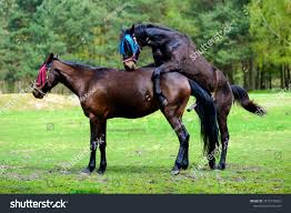 Horses Having Sex On Meadow स्टॉक फ़ोटो 1075770602 | Shutterstock