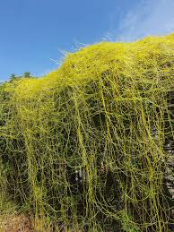 Image result for Cuscuta kilimanjari