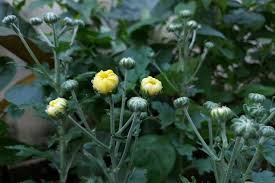 Image result for Chrysanthellum indicum