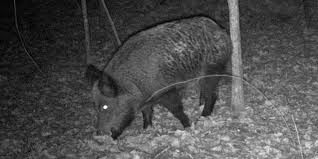 Been many hogs killed with a 22 mag, head shotswould be about the only ones i will take with a 22 mag though. 7 Of The Best Hog Hunting Guns In 2021 Big Game Hunting Blog