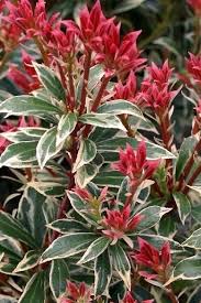 In spring snowy white flower bells decorate the whole plant. Buy Little Heath Pieris Plants For Sale Online From Wilson Bros Gardens Plants Shrubs For Landscaping Evergreen Flowering Shrubs