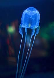 The Week In Wildlife In Pictures Jellyfish Species Deadly Animals Jellyfish