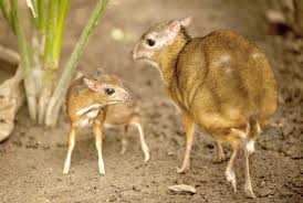 The natura artis magistra, has become the new home for the tiny species. Baby Newborn Mouse Deer Newborn Baby