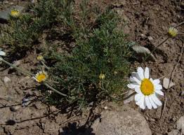 Image result for Grangea anthemoides