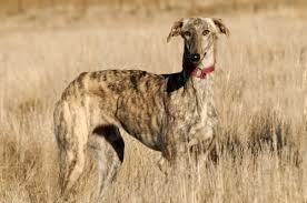 The film is based on the 1955 novel the good shepherd by c. Galgo Espanol Hunde