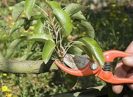 Epingle Sur Tailles Des Arbres Fruitiers