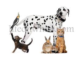 Here's a quick run down! Life On White Maine Coon And French Bulldog Sitting Next To Each Other Isolated On White