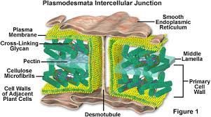 Check spelling or type a new query. Molecular Expressions Cell Biology Plant Cell Structure Plasmodesmata