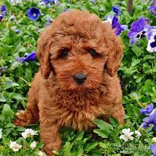 Check spelling or type a new query. Barksdale S Red Australian Labradoodles Barksdale Labradoodles