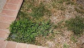 As previously mentioned, a healthy lawn prevents crabgrass from gaining a foothold. Need Help Killing Crabgrass Follow These Steps To Kill This Weed