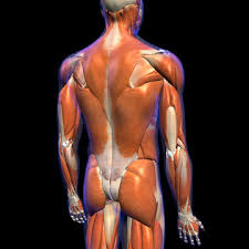 Back muscles anatomy back muscles anatomy and exercises back muscles anatomy bodybuilding back muscles anatomy chart back muscles. 245 Best Posterior Neck Muscles Images Stock Photos Vectors Adobe Stock