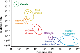 The new mutation makes the virus more likely to infect people but does not seem to make them any sicker than earlier variations of the virus, an international team of researchers reported thursday. Extremely High Mutation Rate Of A Hammerhead Viroid Science