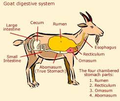 Goat Anatomy Diagram Of Goats Boer Goats Pygmy Goat Raising Goats
