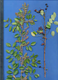 Image result for Phyllanthus reticulatus