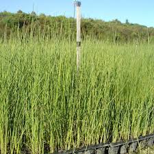 Image result for Schoenoplectus sp.no.1