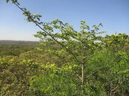 Image result for Psydrax livida