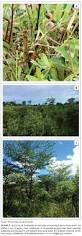 Image result for Aristida scabrivalvis