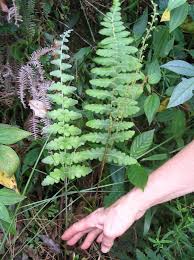 Image result for Anemiaceae