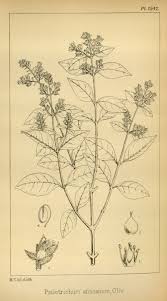 Image result for Psilotrichum