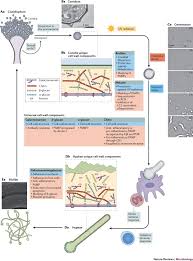 Most people breathe in aspergillus spores every day without getting sick. Aspergillus Fumigatus Morphology And Dynamic Host Interactions Nature Reviews Microbiology
