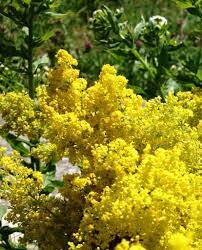Se prepară o infuzie concentrată din patru linguri de flori şi un litru de apă. Flori De Sanziene Florile Magice Ale Verii Plants Wild Flowers Autumn Photography
