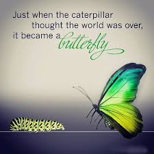 Anyone know what kind of catapillar this is? Just When The Caterpillar Thought The World Was Over It Became A Butterfly Butterfly Quotes Change Quotes Words