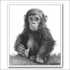 Create your own unique greeting on a baby pic card from zazzle. Fingers And Thumbs Baby Chimp Pencil Drawing Fine Art Print