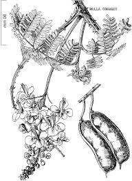 Image result for Caesalpinia decapetala