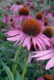 Image result for Echinacea purpurea `Magnus`