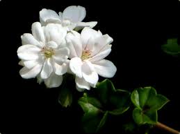 Jun 28, 2021 · having been here for six months now, here's 85 things you may want to know about immigrating to the uk, writes south african abroad dene botha: South African Flowers Flower Database