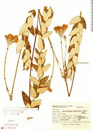 Image result for Landolphia rufescens