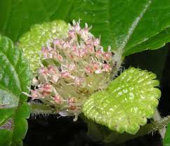 Image result for Pilea rivularis