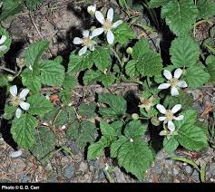 Image result for Rubus pinnatus