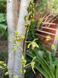 Image result for Oeceoclades perrieri