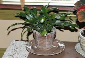 When the fruit begins to soften, harvest the. Christmas Cactus Isn T Blooming Could It Be Old Age Gardening Q A With George Weigel Pennlive Com