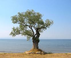 Olive Tree In Greece Olive Tree Tattoos Growing Olive Trees Olive Tree