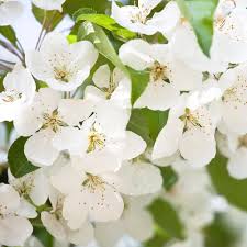 We did not find results for: Wild Cherry Hedging Shrubs Prunus Avium