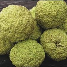 Maybe you would like to learn more about one of these? The Osage Orange Green Alien Brains Home Garden Cumberlink Com