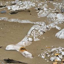 Image result for Selago cecilae