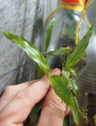 Image result for Floscopa glomerata