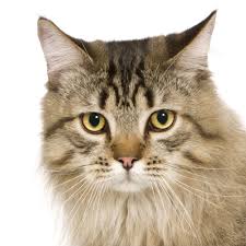 General symptoms of poisoning in cats. The Dangers Of Antifreeze Poisoning In Cats Calder Vets