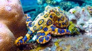 Blue Ringed Octopus Deadly Creatures Octopus Types Of Octopus