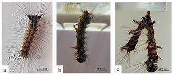 Image result for Disperis sp. nov. aff. macowanii