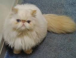 But, did you know that there are variations of this cat experts believe that the flame point term may have been borrowed from the persian and himalayan cat breeds where the term is used to. 41 My Newest Obsession Flame Point Himalayans Ideas Himalayan Cat Cats Cats And Kittens